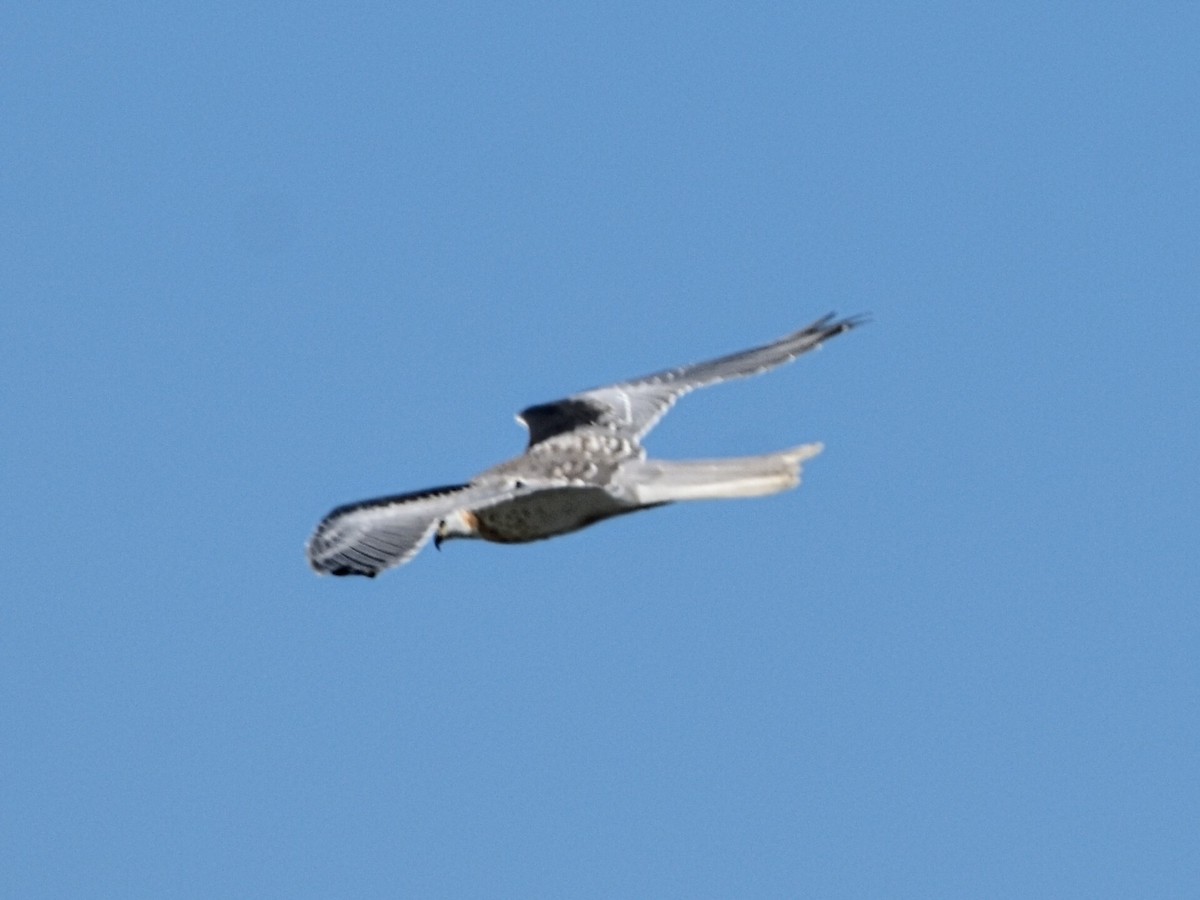 White-tailed Kite - ML355147401