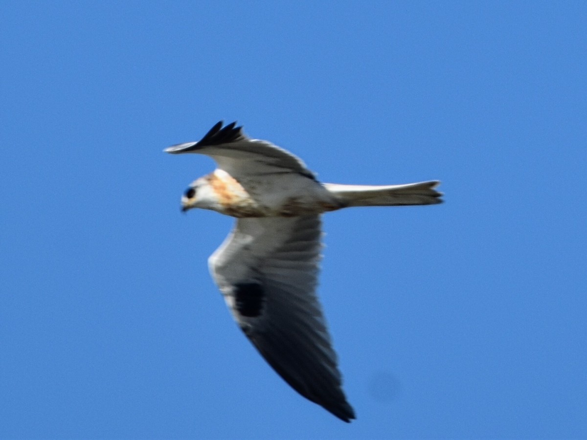 White-tailed Kite - ML355147431