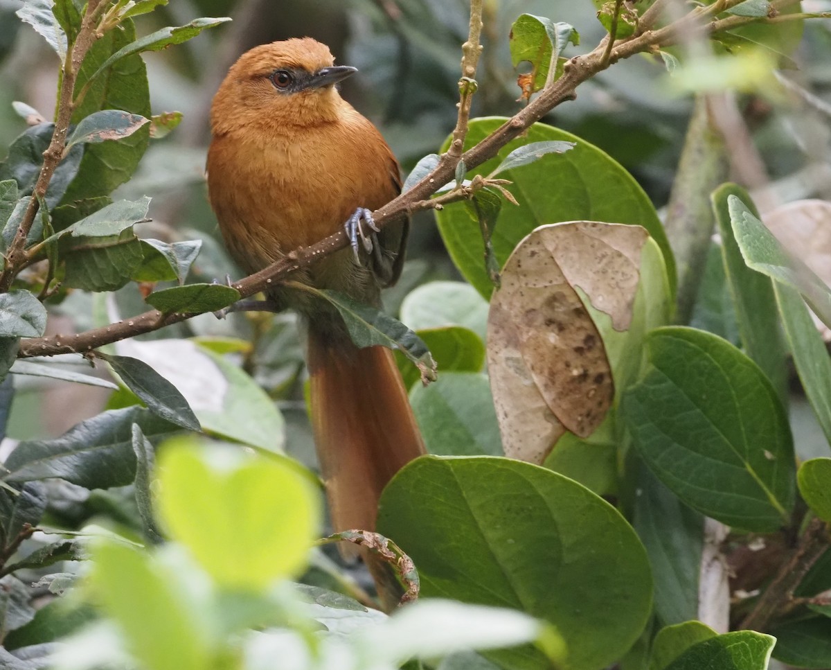Rusty-headed Spinetail - ML355149411