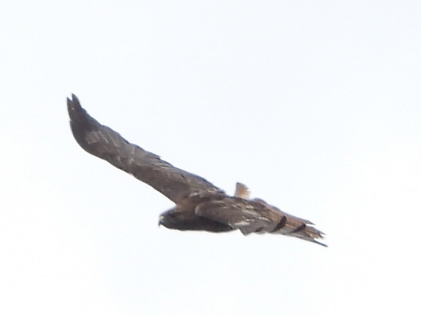 Red-tailed Hawk - ML355149871