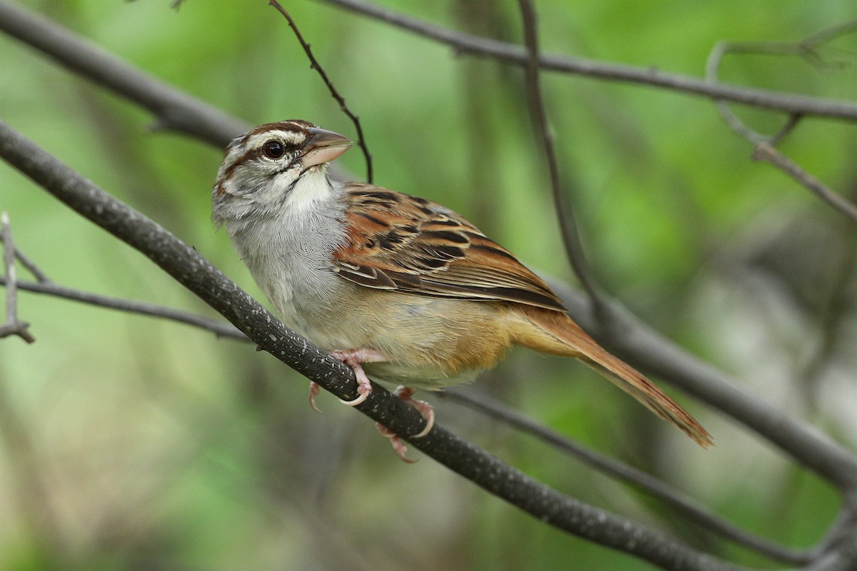 Cinnamon-tailed Sparrow - ML355150281
