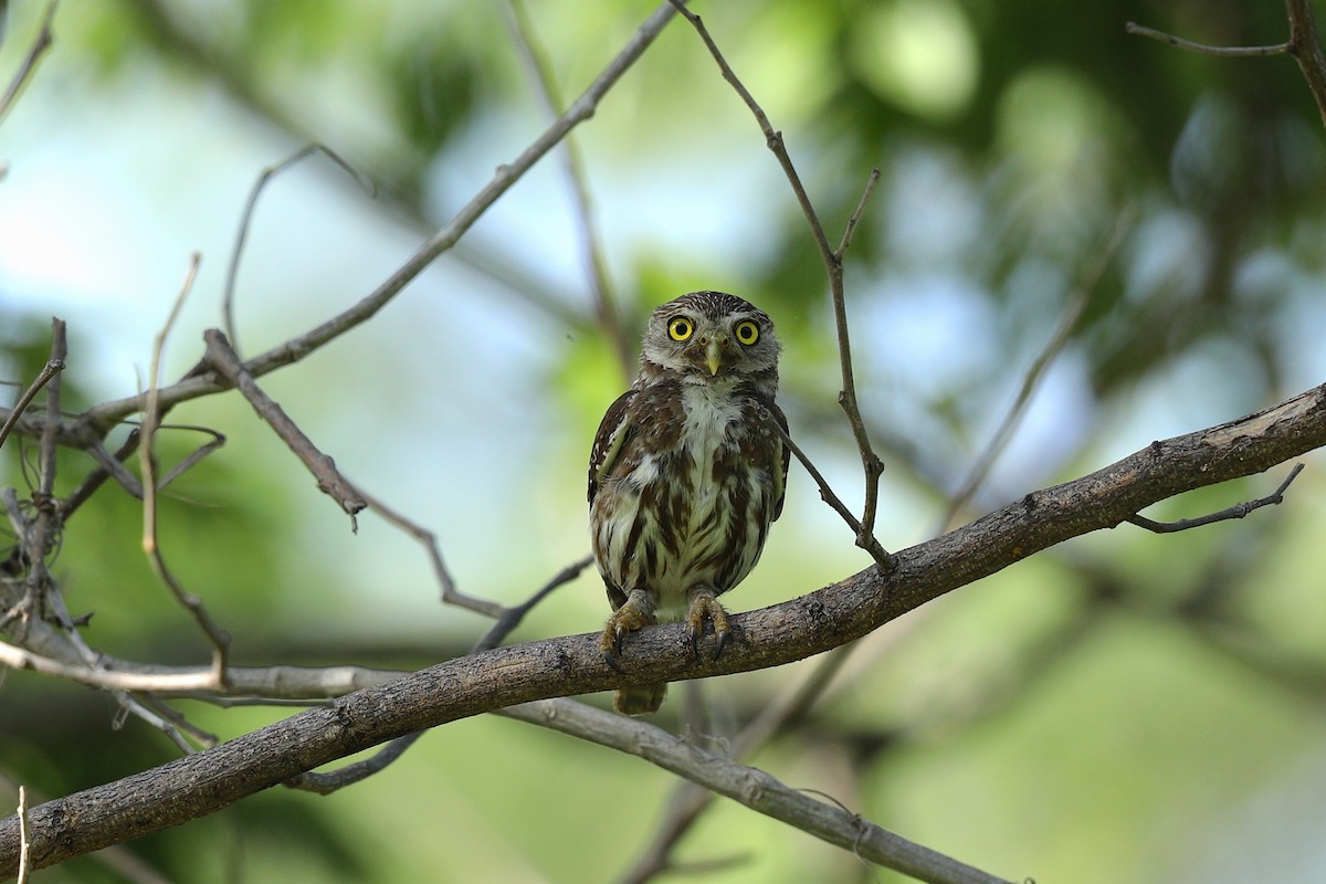 Ferruginous Pygmy-Owl - Aaron Maizlish