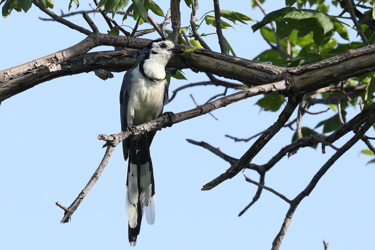 White-throated Magpie-Jay - ML355152291