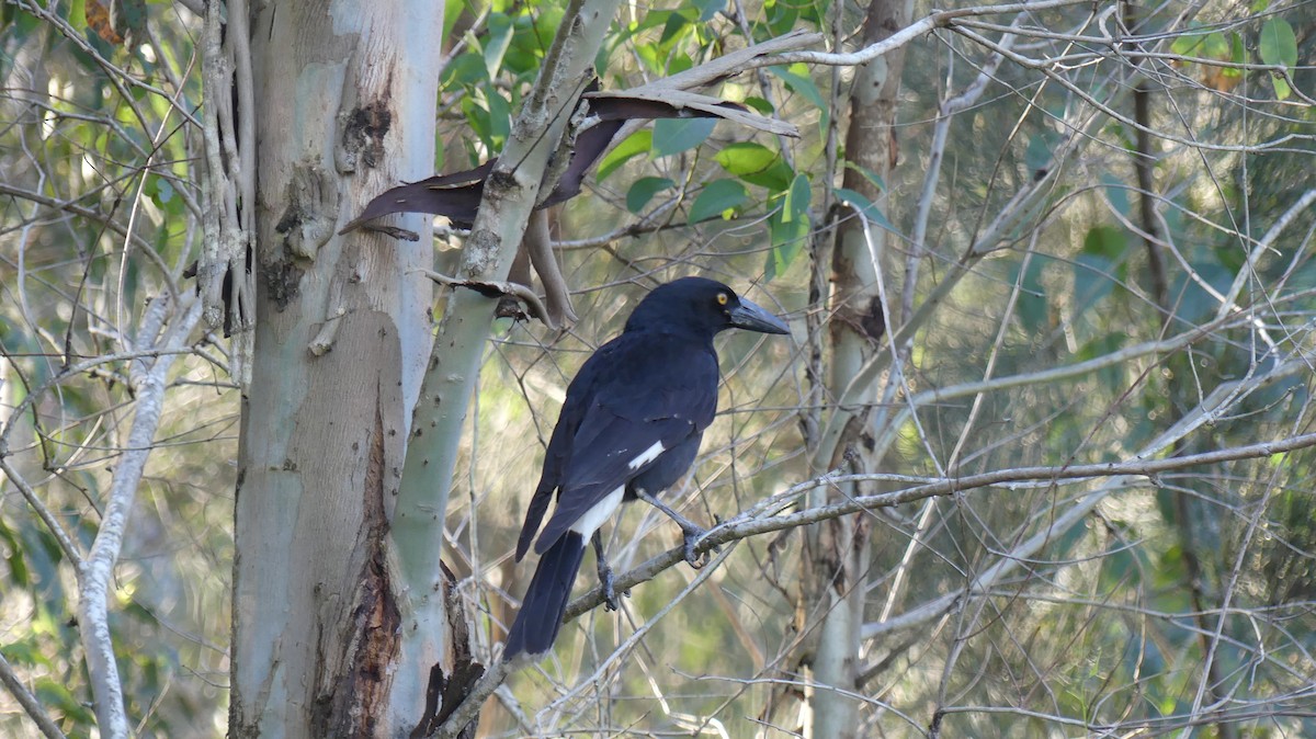 Pied Currawong - ML355164281