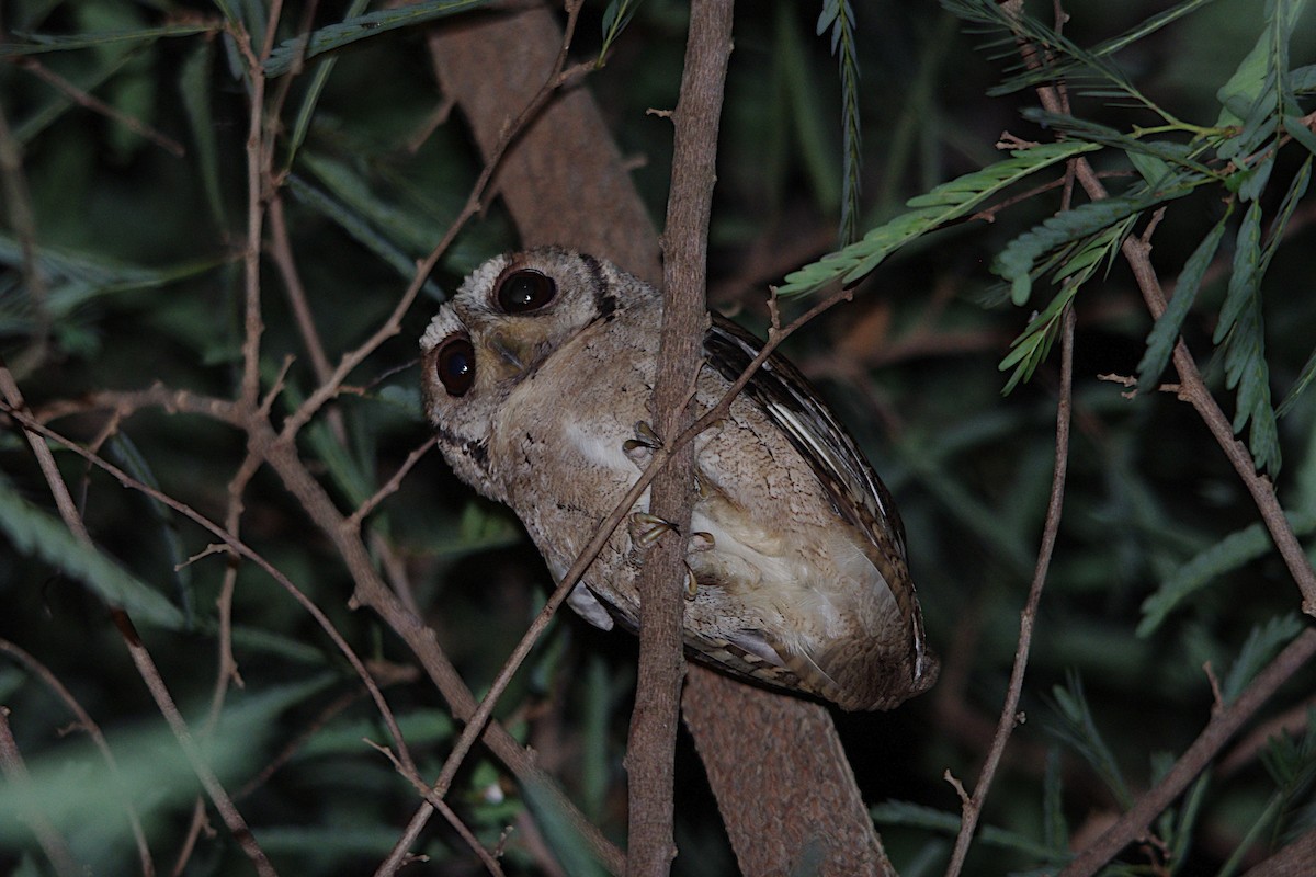 Collared Scops-Owl - Chris Chafer