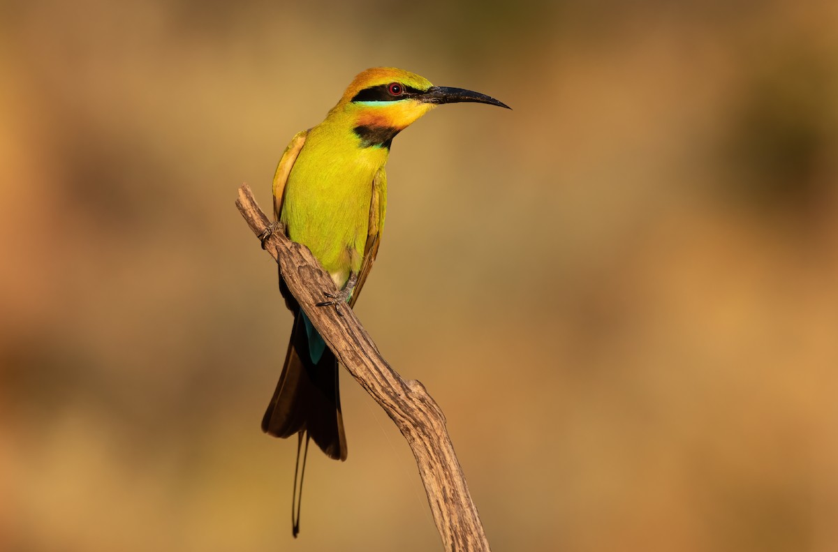 Rainbow Bee-eater - ML355168611