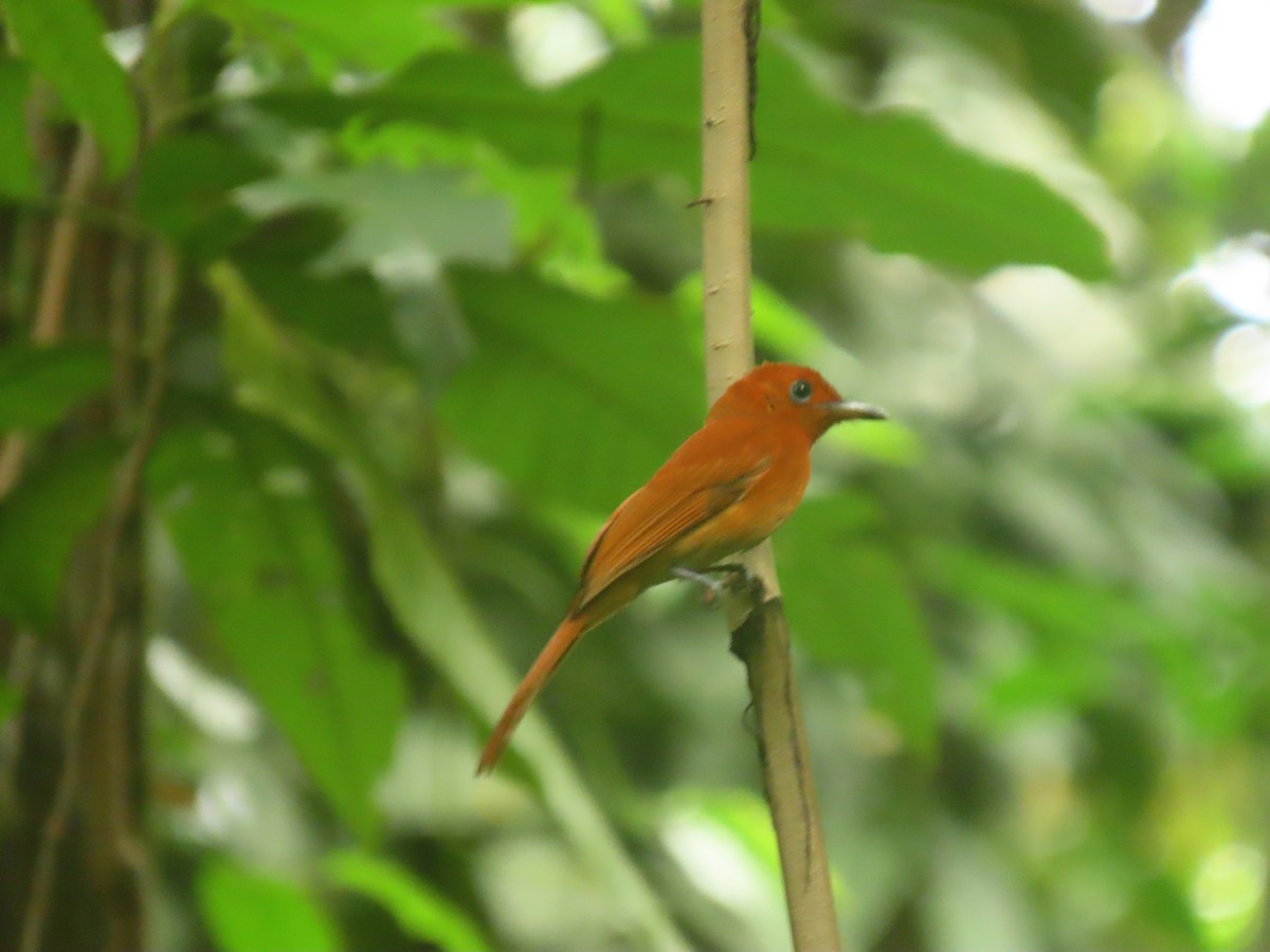 Rufous Paradise-Flycatcher - Mads Bajarias