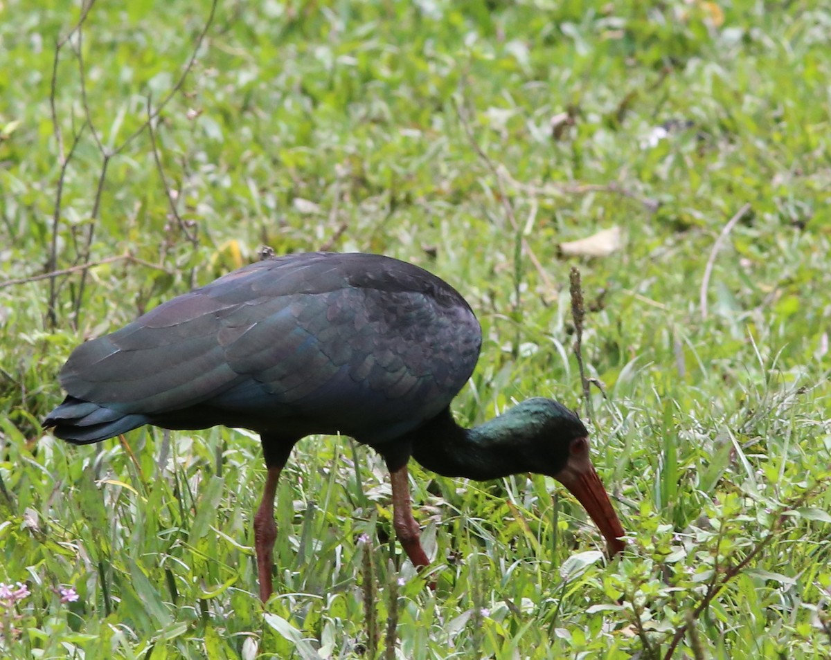 ibis tmavý - ML35517111