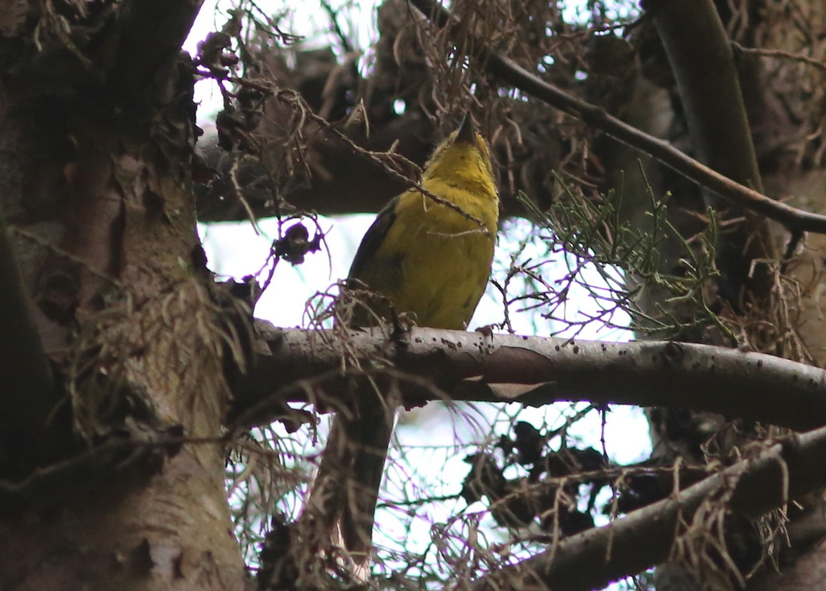 Yellow-headed Brushfinch - ML35517351