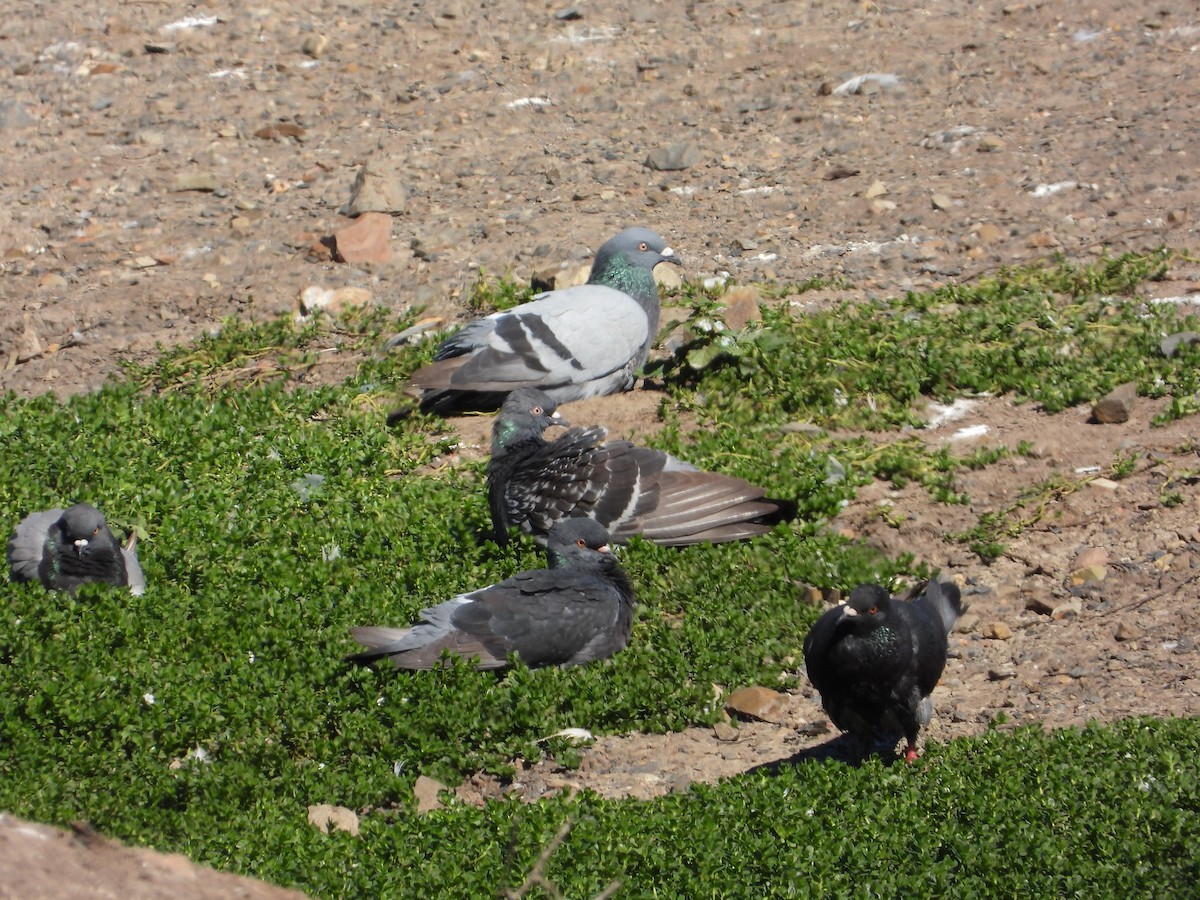 Rock Pigeon (Feral Pigeon) - Cherri and Peter Gordon