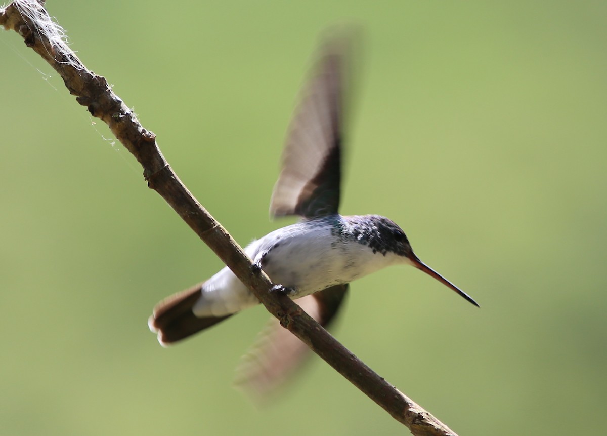 kolibřík andský - ML35517861