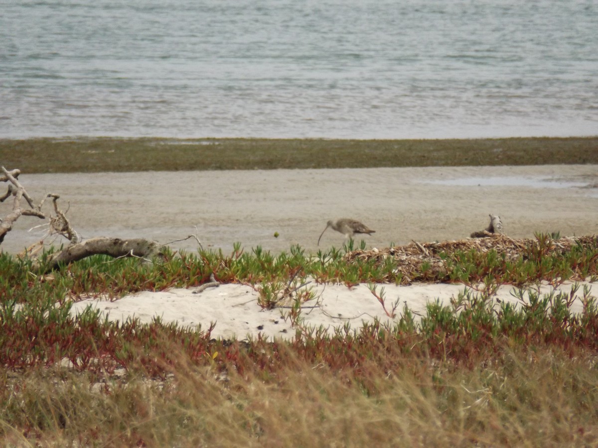 Far Eastern Curlew - Scott and Jenny Pascoe