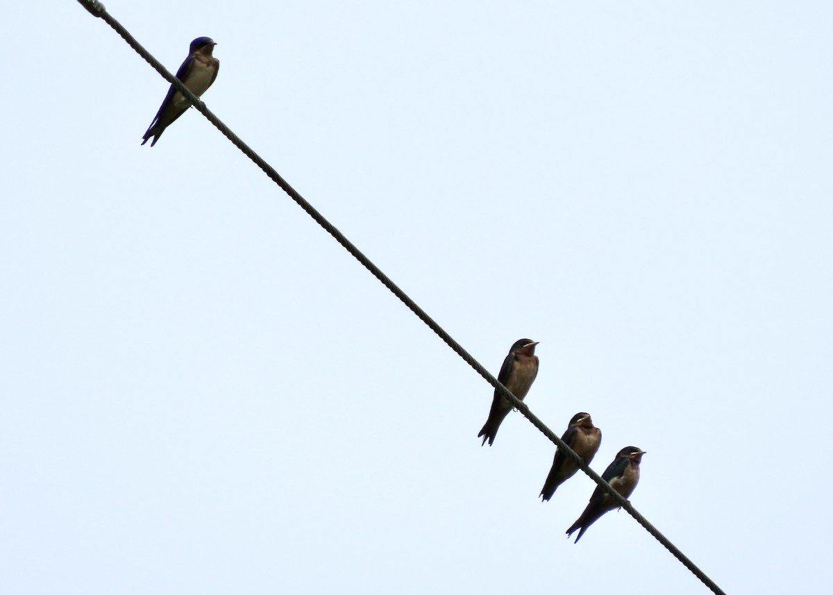 Barn Swallow (American) - ML355180801
