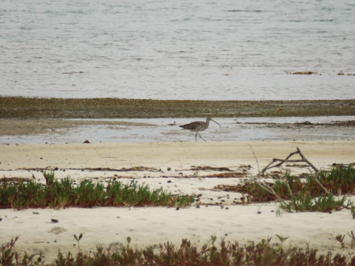 Far Eastern Curlew - Scott and Jenny Pascoe