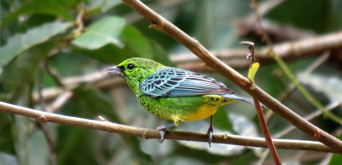 Yellow-bellied Tanager - ML35518301