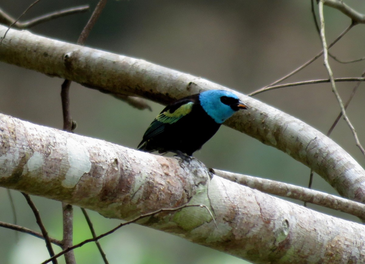 Blue-necked Tanager - ML35518351
