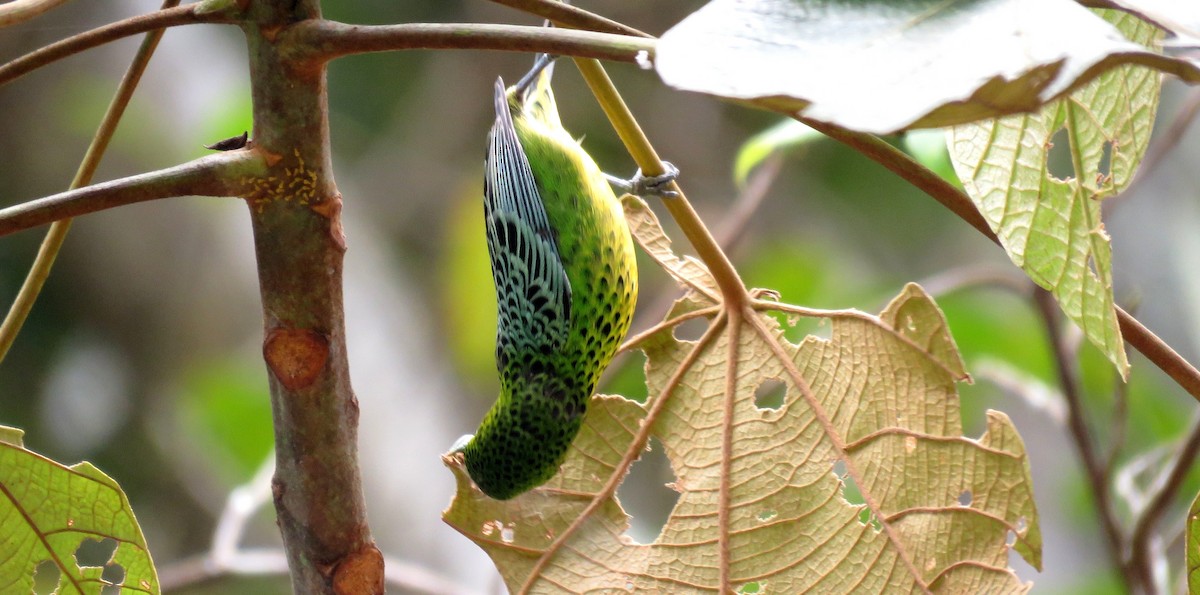 Yellow-bellied Tanager - ML35518431