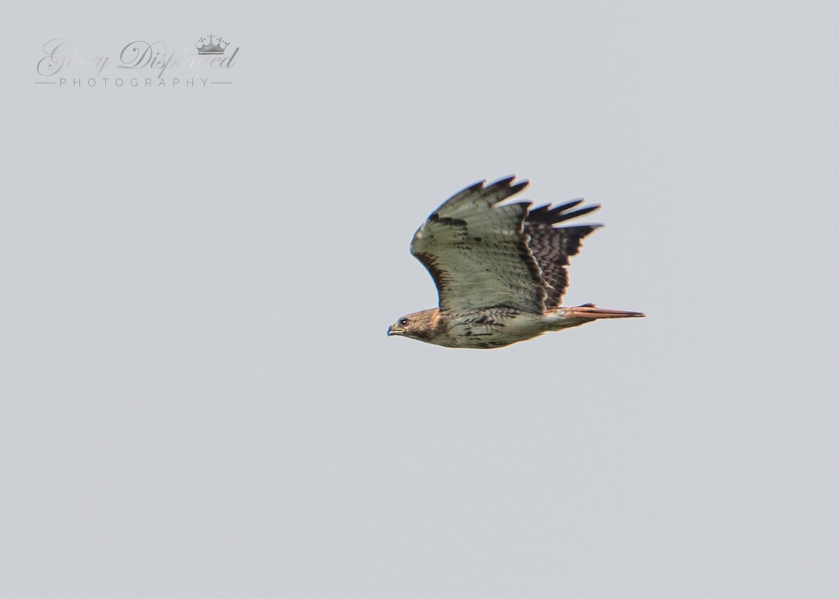 Red-tailed Hawk - ML355184701