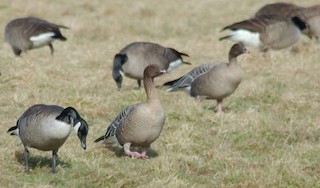 Pink-footed Goose, ML35518481
