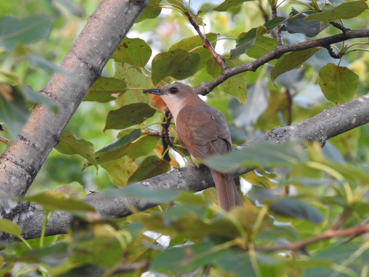 Black-billed Cuckoo - Jacques Normand