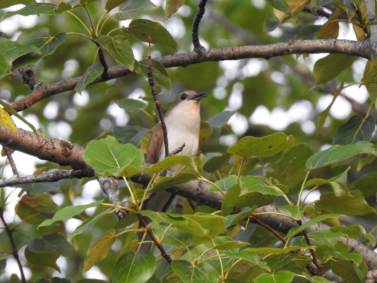 Black-billed Cuckoo - Jacques Normand