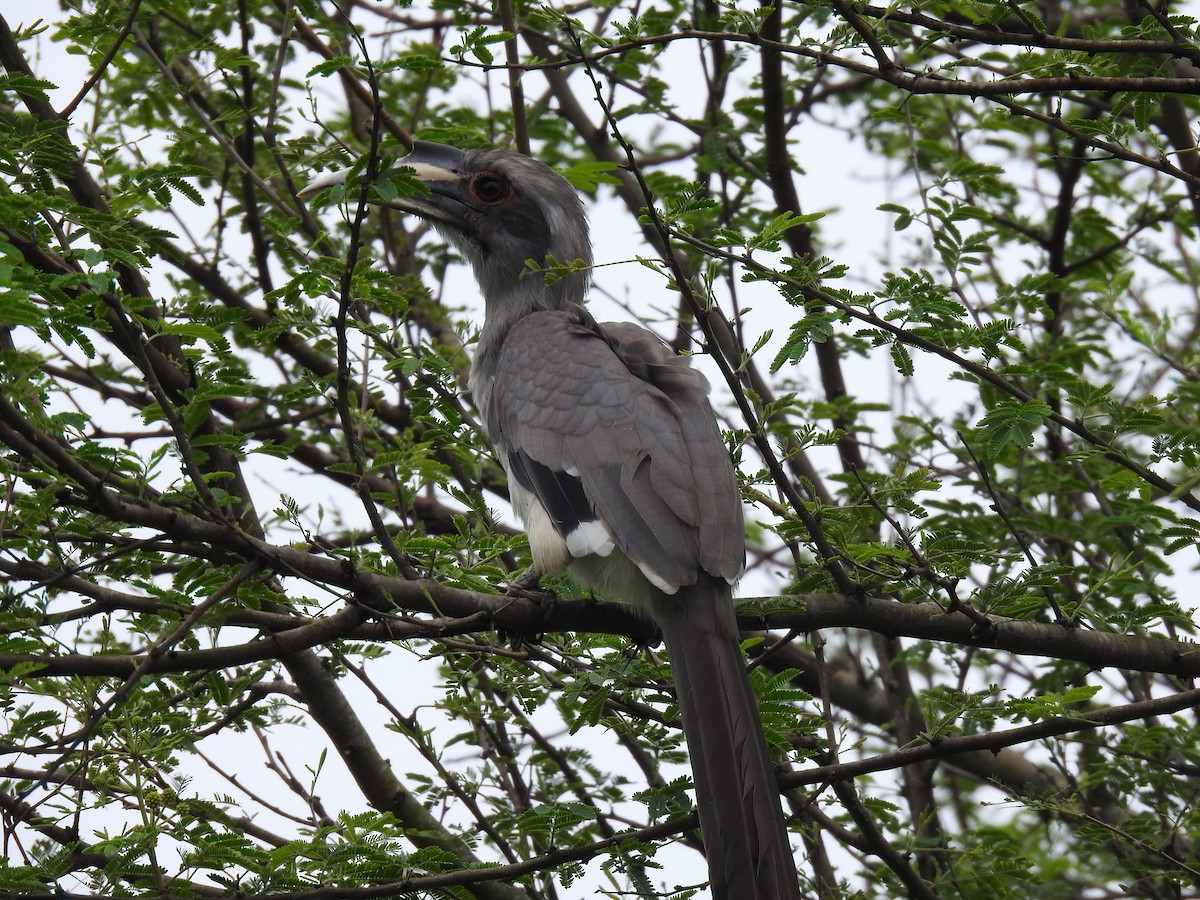 Indian Gray Hornbill - dineshbharath kv