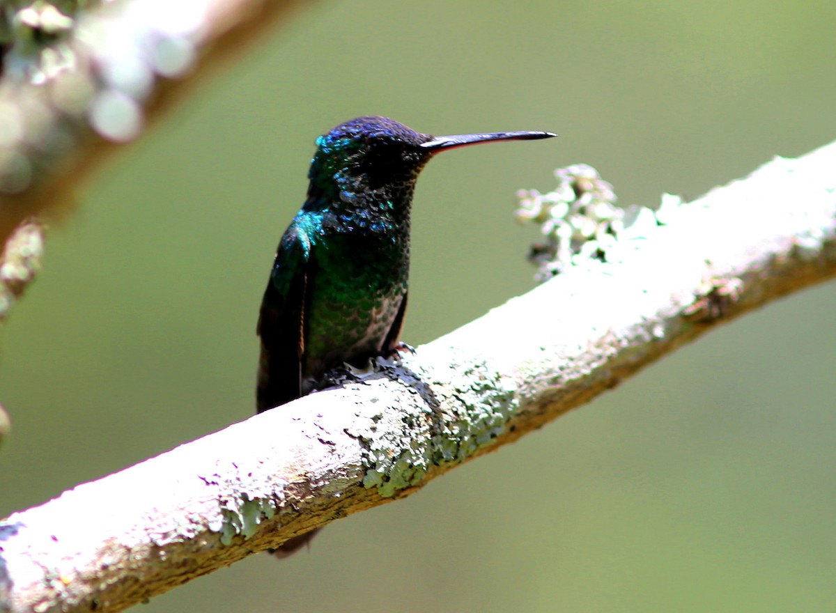 Indigo-capped Hummingbird - Rohan van Twest