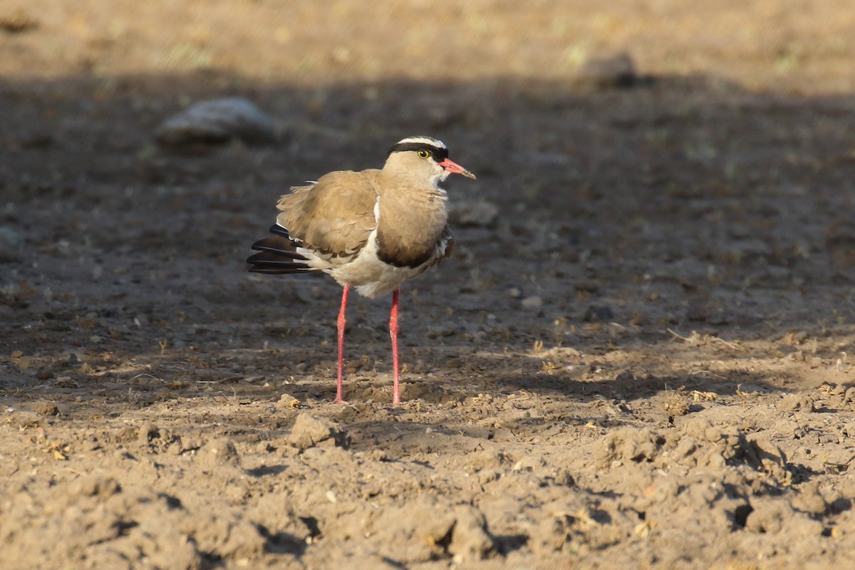 Crowned Lapwing - ML355186291
