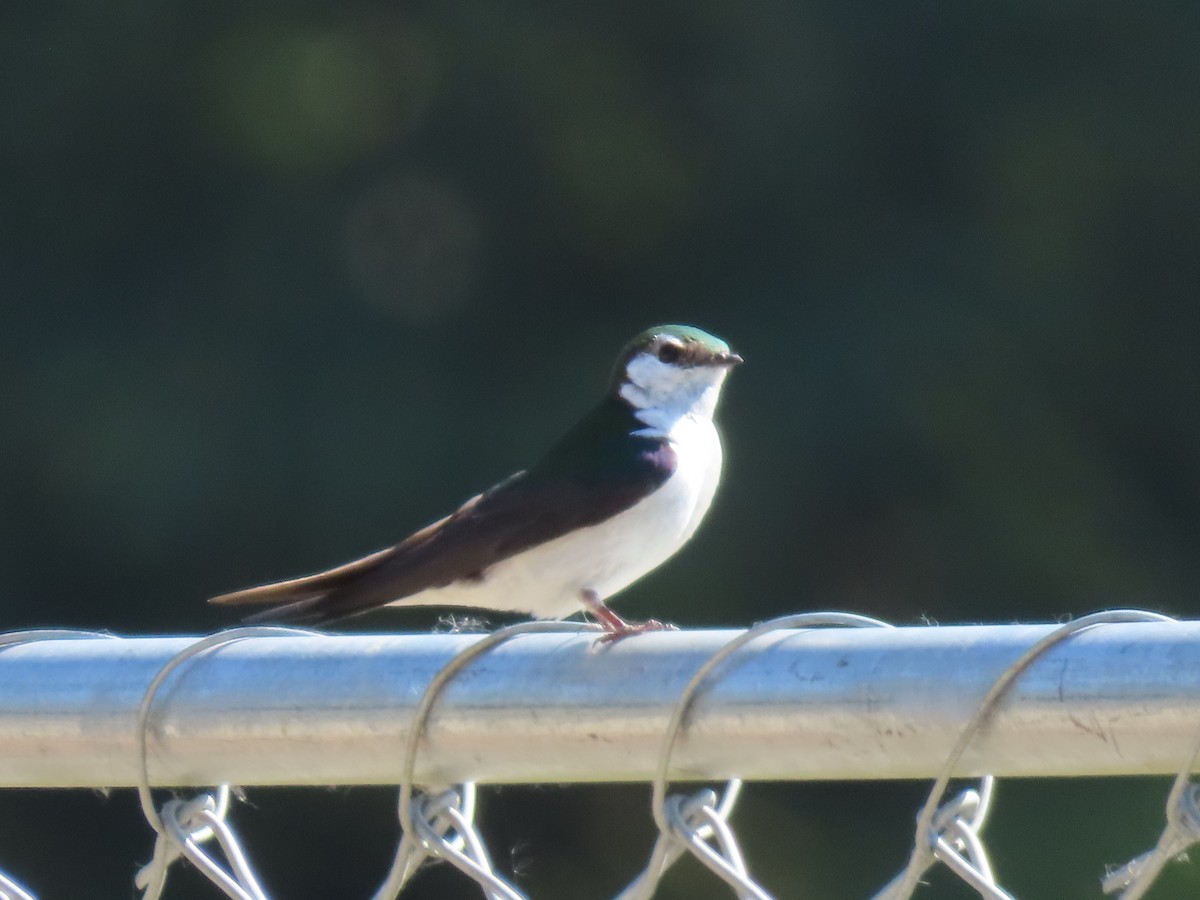 Violet-green Swallow - ML355188901