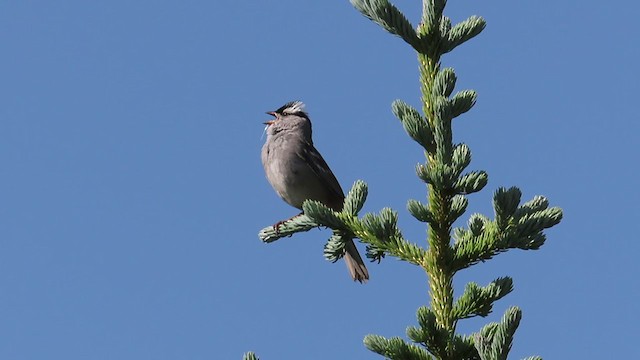 White-crowned Sparrow (oriantha) - ML355189281