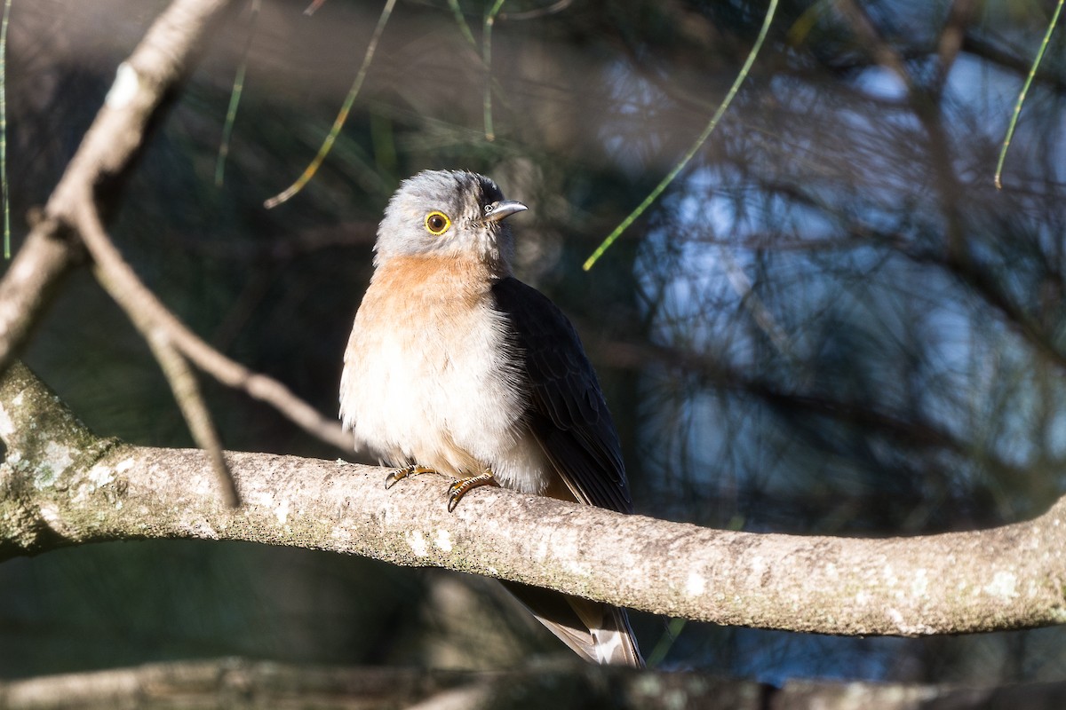 Fan-tailed Cuckoo - David Southall