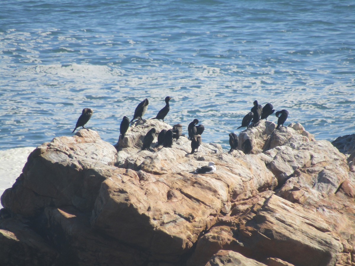 Cape Cormorant - Gareth Bain