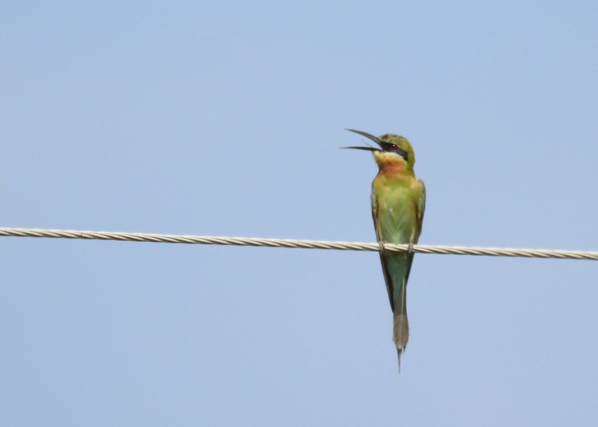 Blue-tailed Bee-eater - ML355191161