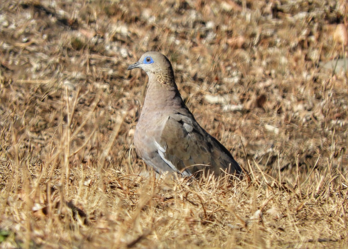West Peruvian Dove - ML355194021