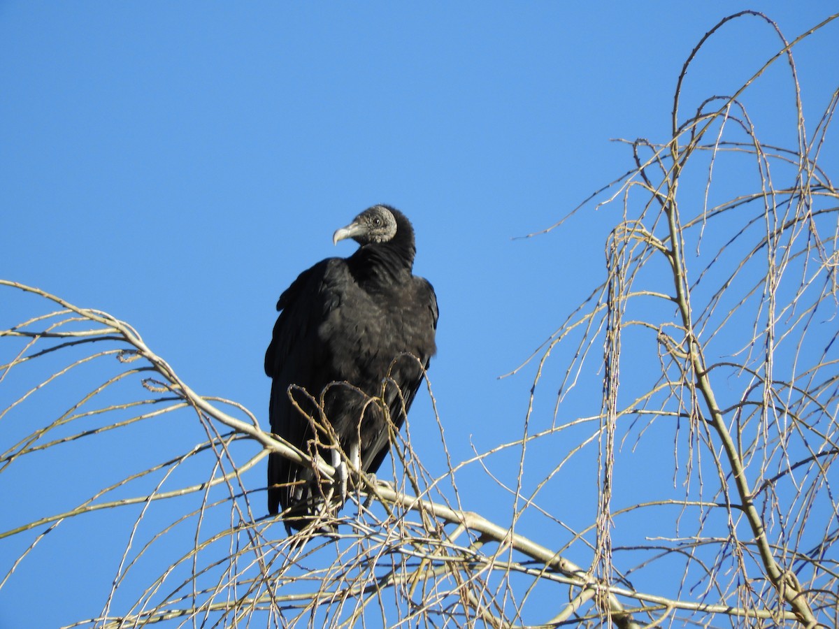 Black Vulture - ML355194071