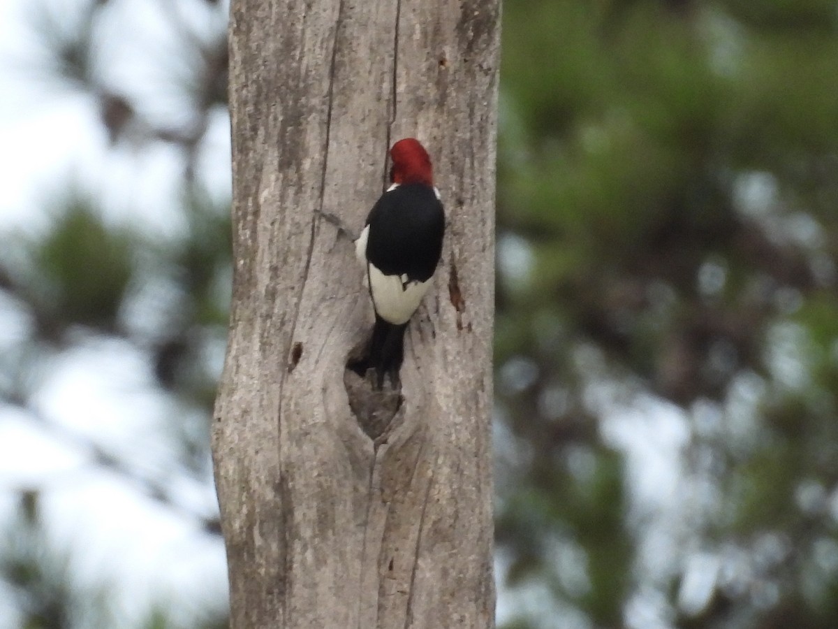 Red-headed Woodpecker - ML355197951