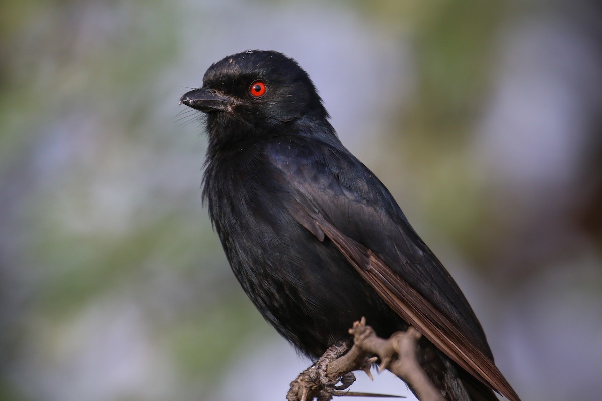 Fork-tailed Drongo (Glossy-backed) - ML355198721