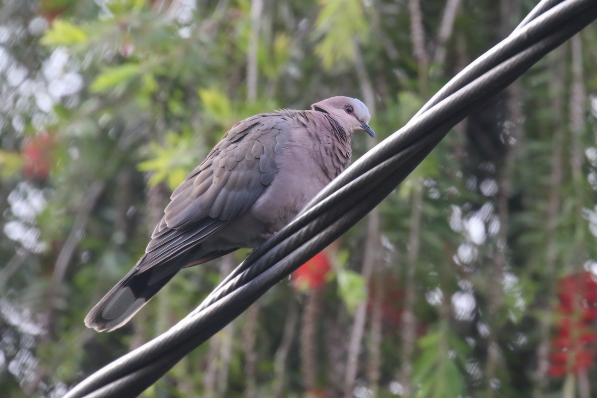 Red-eyed Dove - ML355204751