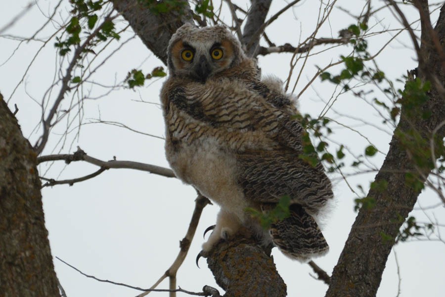 Great Horned Owl - ML355210121