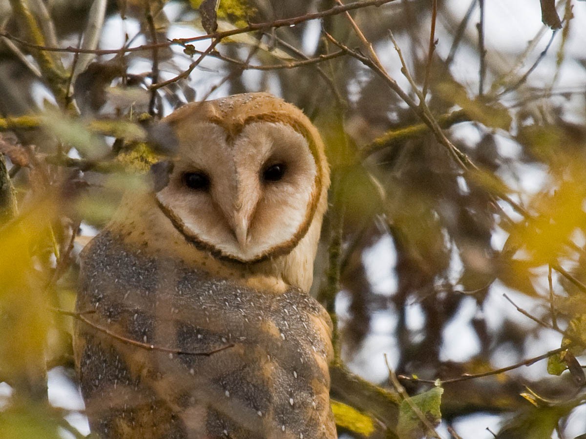 Barn Owl - Greg Gillson
