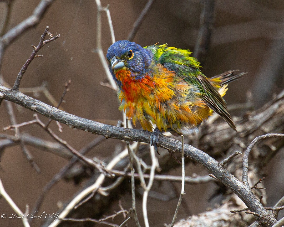 Painted Bunting - ML355212371