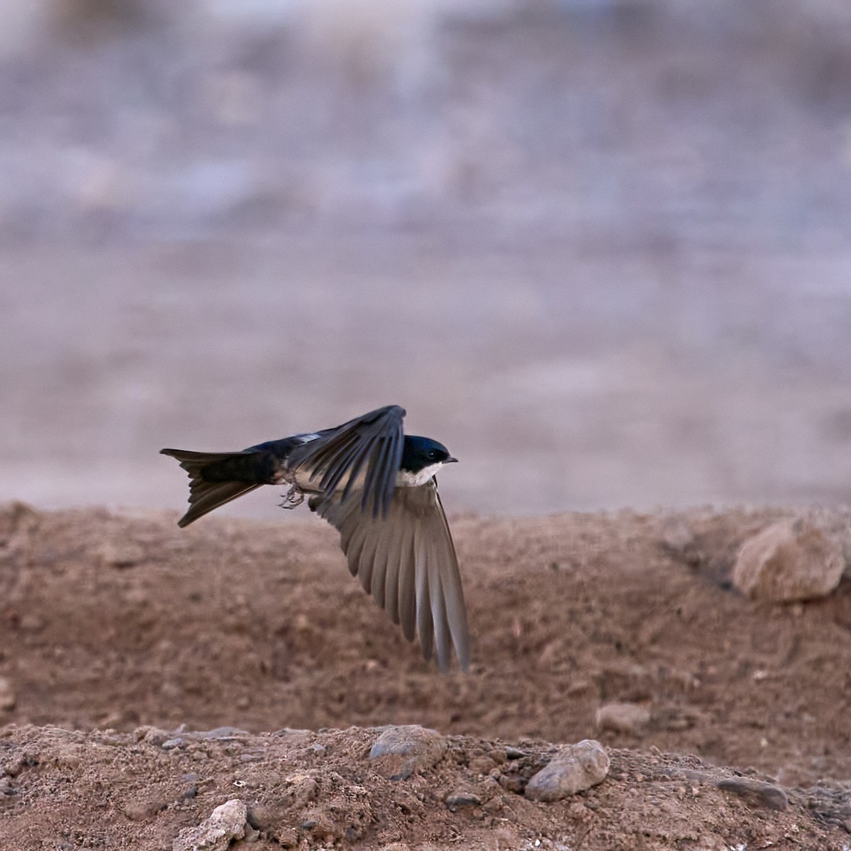Blue-and-white Swallow - ML355212601