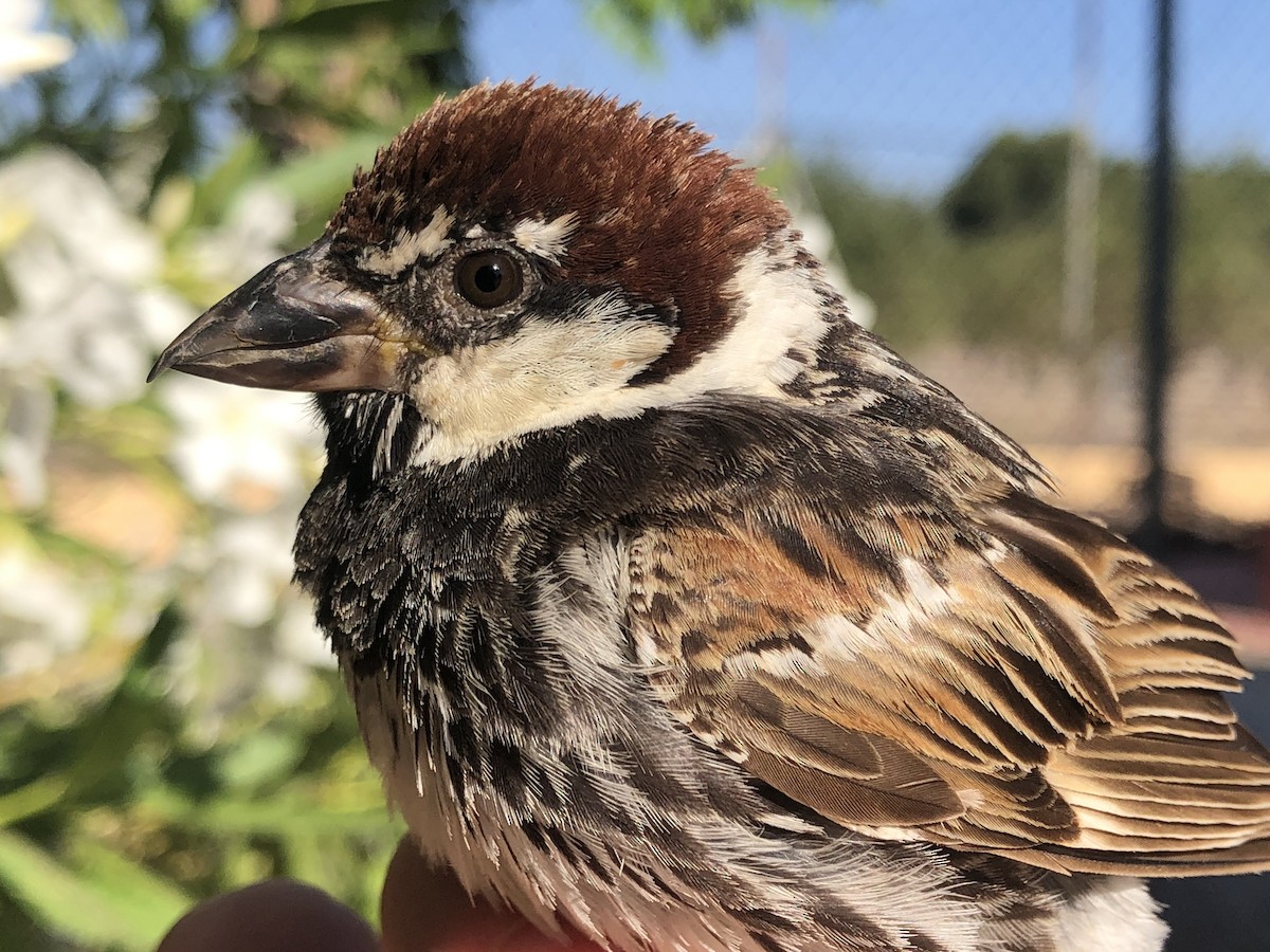 Spanish Sparrow - Javi Barón