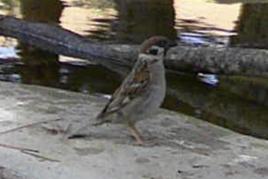 Eurasian Tree Sparrow - ML355214571