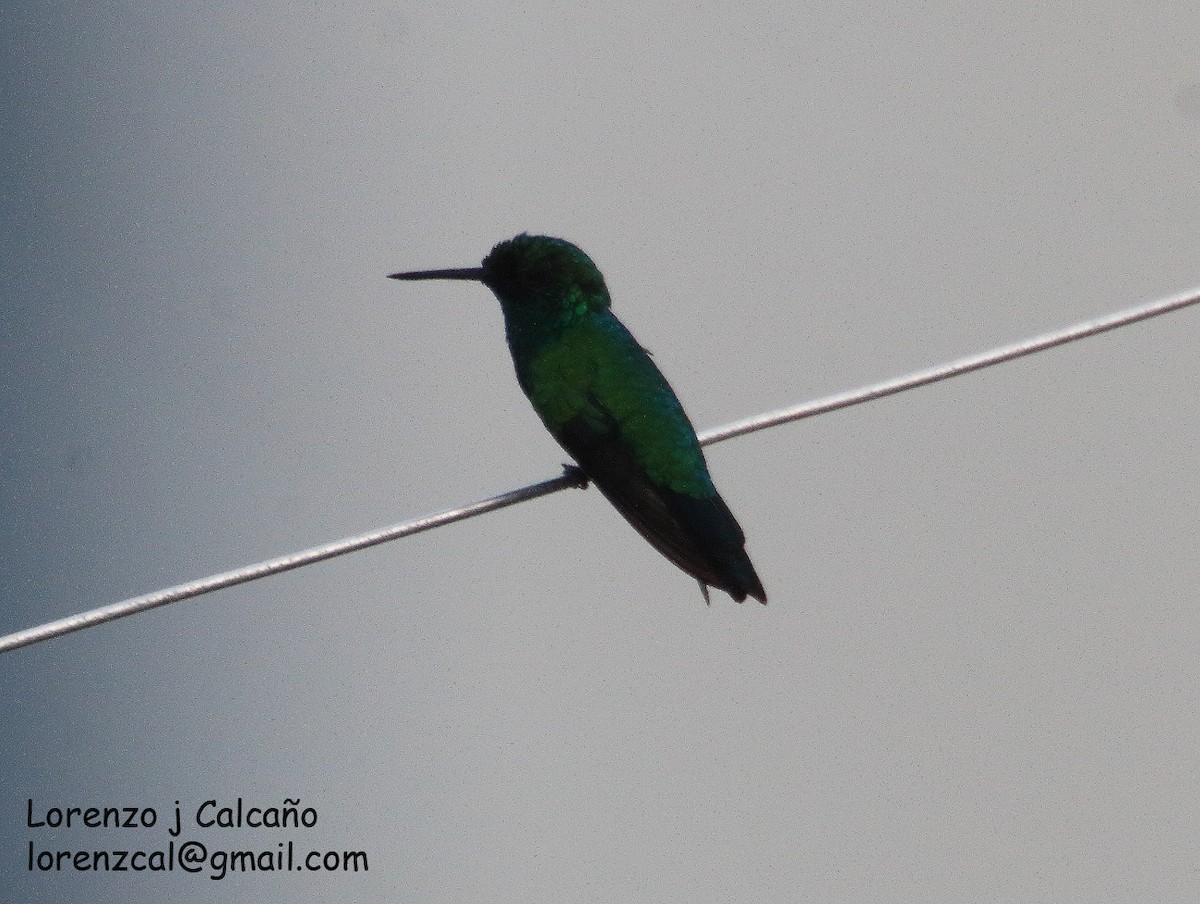 Blue-tailed Emerald - ML355215231