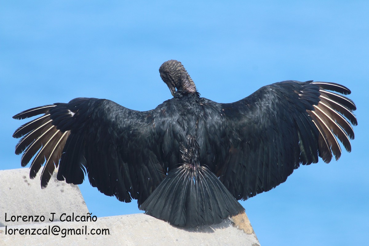 Black Vulture - ML355215271
