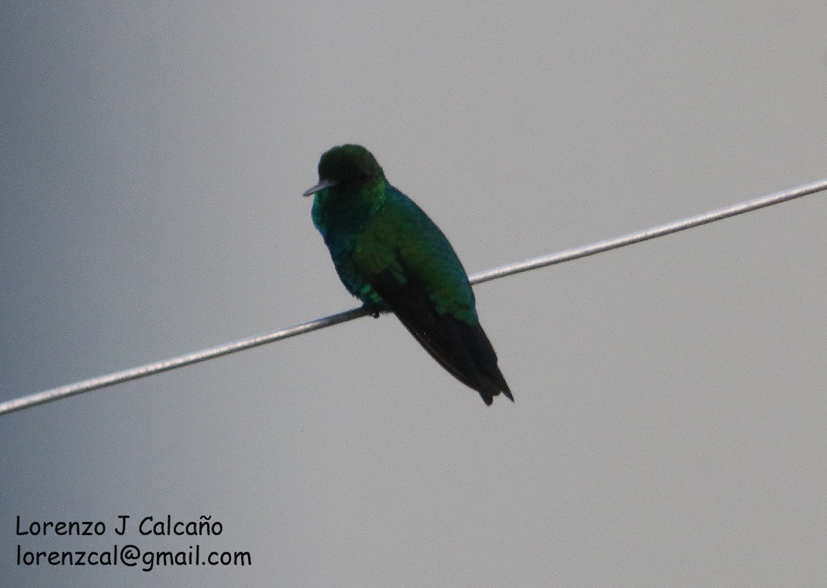 Blue-tailed Emerald - ML355215351