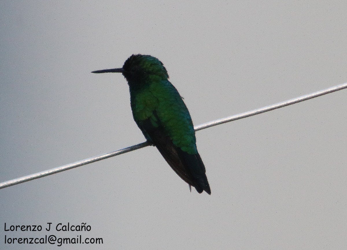 Blue-tailed Emerald - Lorenzo Calcaño