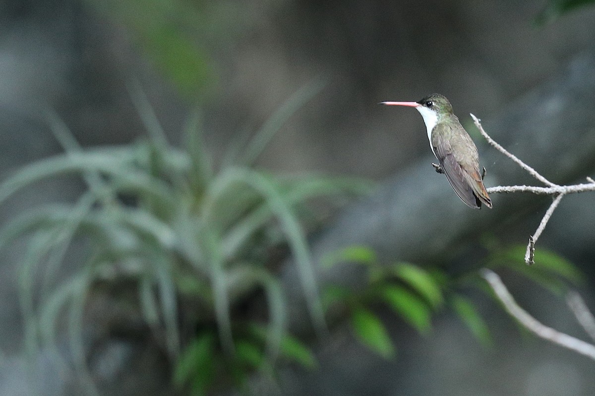 Green-fronted Hummingbird - ML355216371