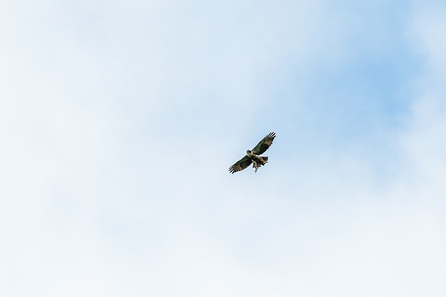 Rufous-bellied Eagle - ML35522011